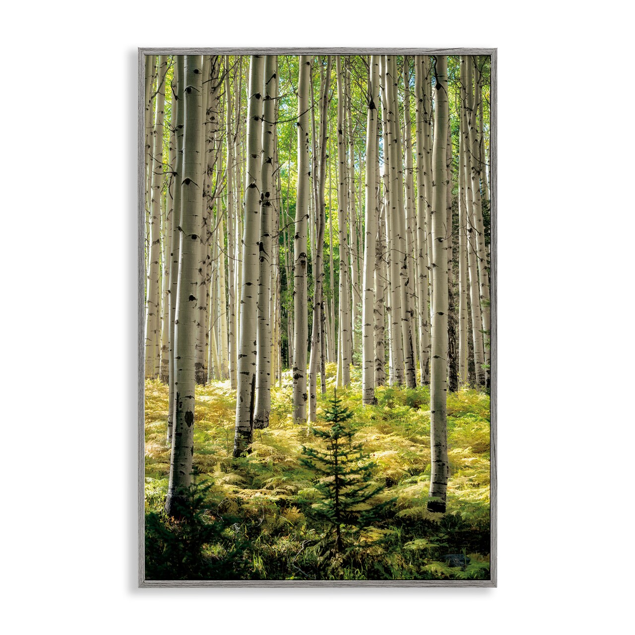 Stupell Industries Small And Tall Birch Forest Framed Giclee, design by D. Burt